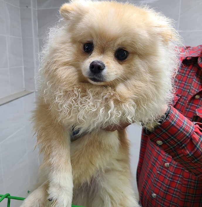 영천유기동물보호센터_447510202400706